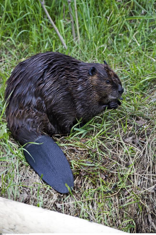 Biber (Castor fiber) Deutscher Jagdverband